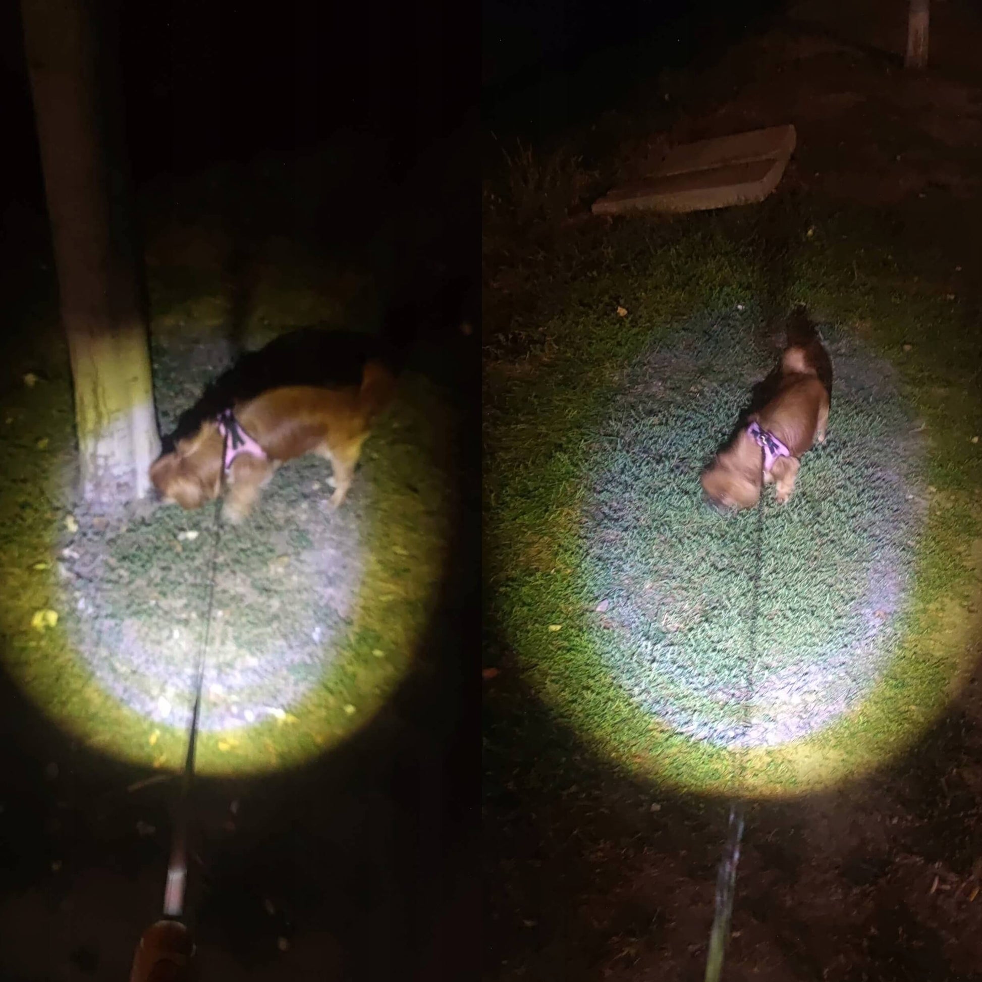 5м Автоматичен Повод за Кучета до 30кг с Вградена LED Светлина - JAFRA